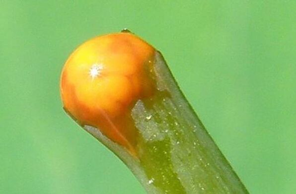 Propriétés de la chélidoine dans le traitement des papillomes.