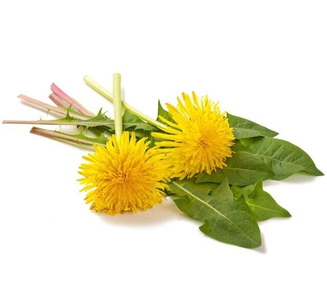 Pissenlits pour la cautérisation des papillomes.