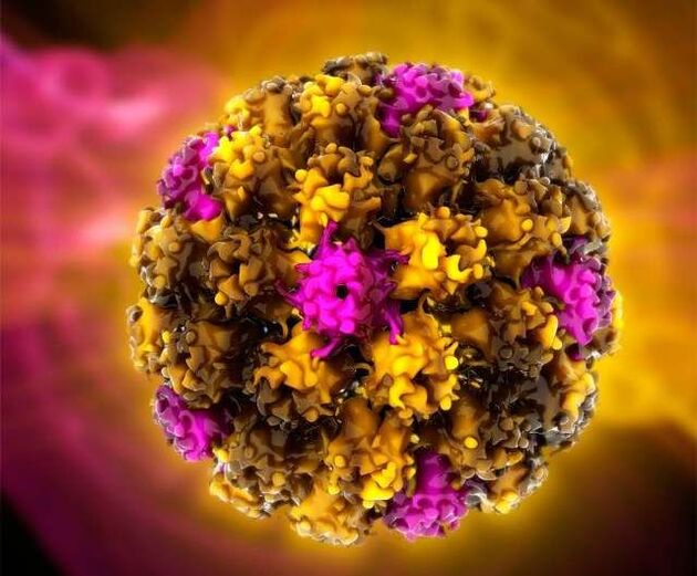 papillomavirus humain